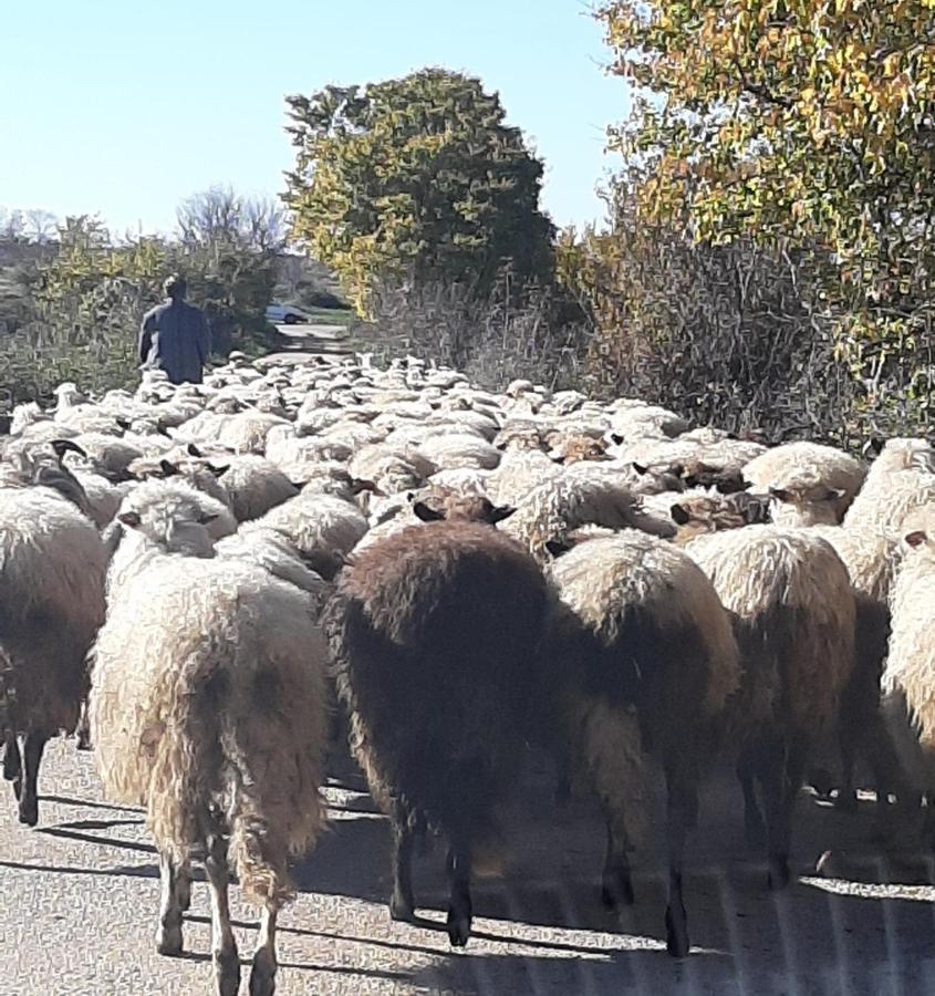 Kula Kula Atlagica Εξωτερικό φωτογραφία